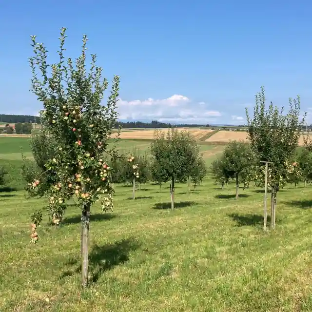 Apfelhochstammbäumen