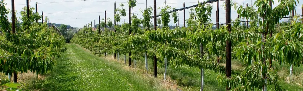 Regenerative Landwirdschaft